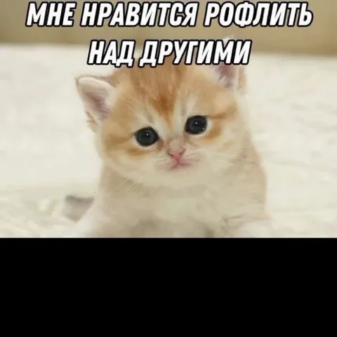 Котик предупреждает о рофлах
