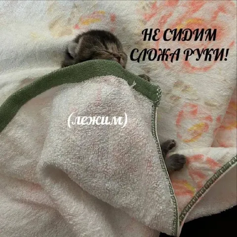 Котёнок не спит сложа руки