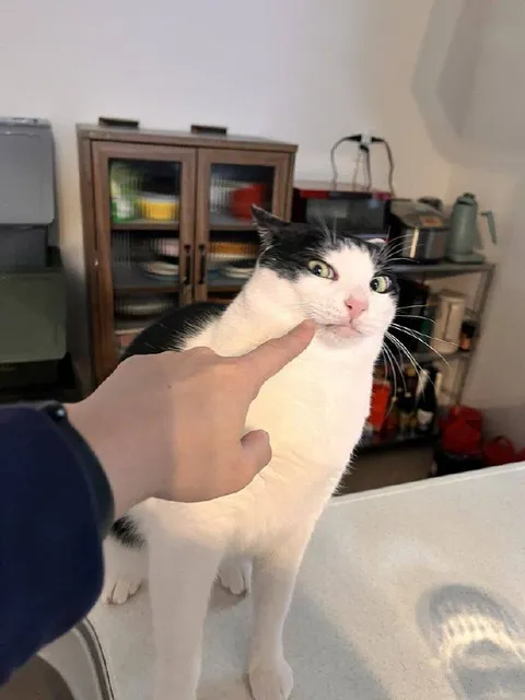 Кот, которого тыкают в щёку