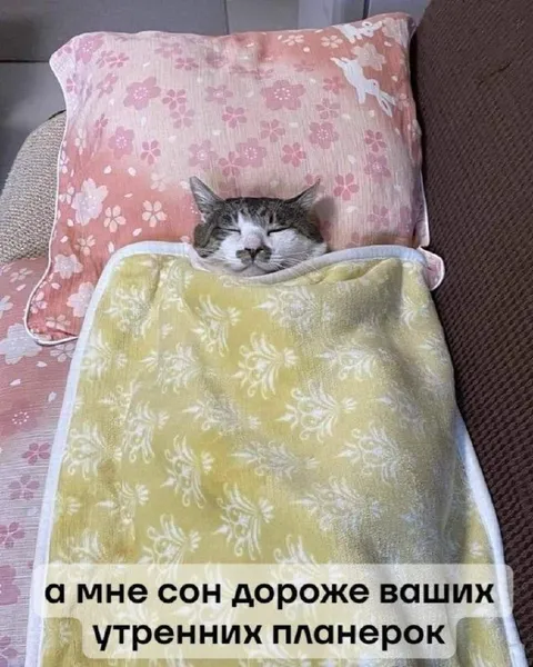 Сон дороже утренних планёрок