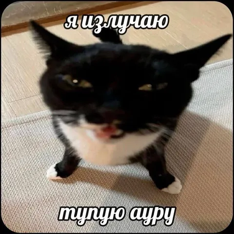 Кот излучает тупую ауру