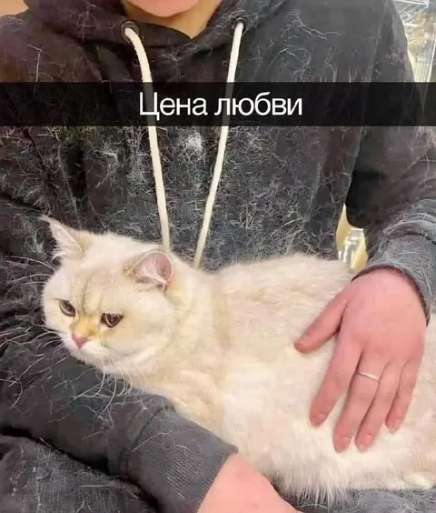 Цена любви в шерсти