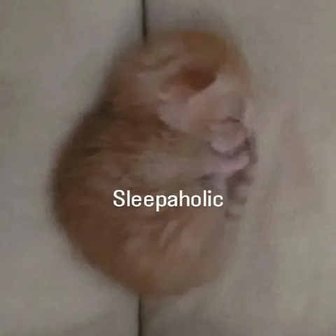 Sleepy Cat Sleepaholic