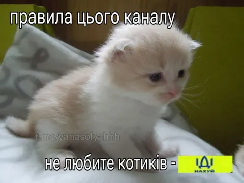 Правила каналу для котиків